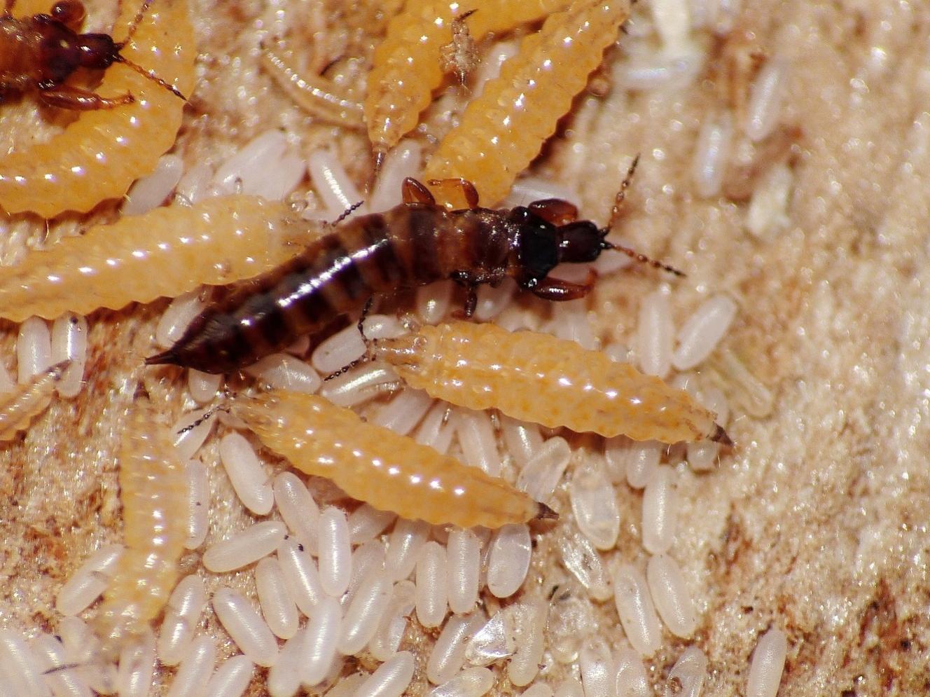 Thysanoptera: ciclo vitale di Hoplothrips sp.